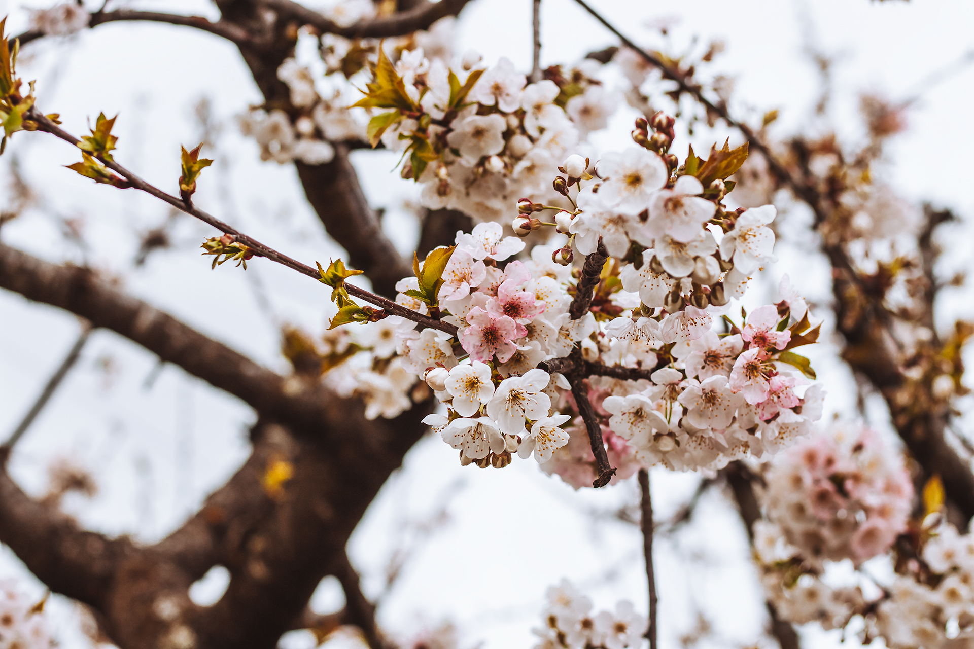 primavera