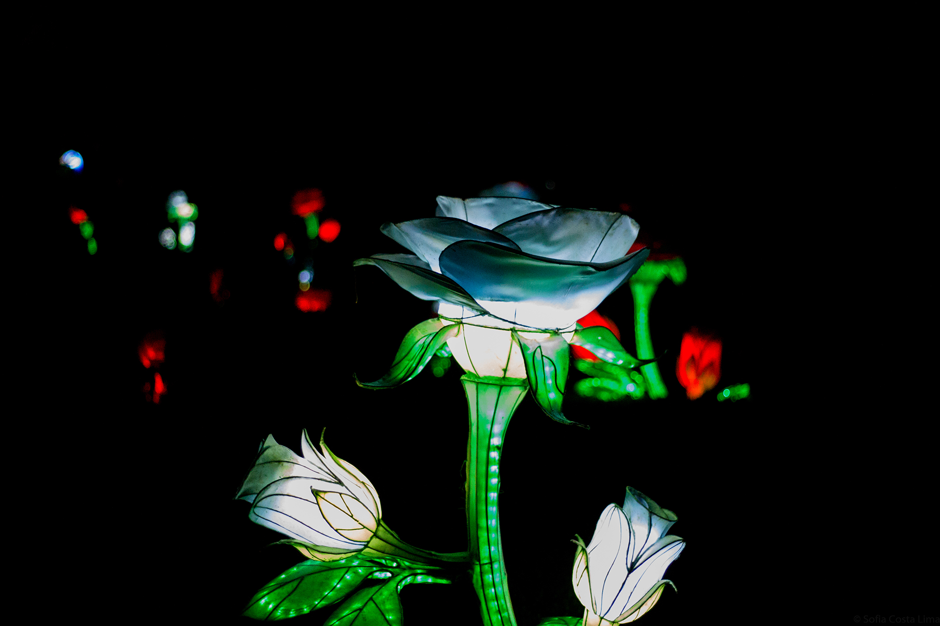 magical garden porto