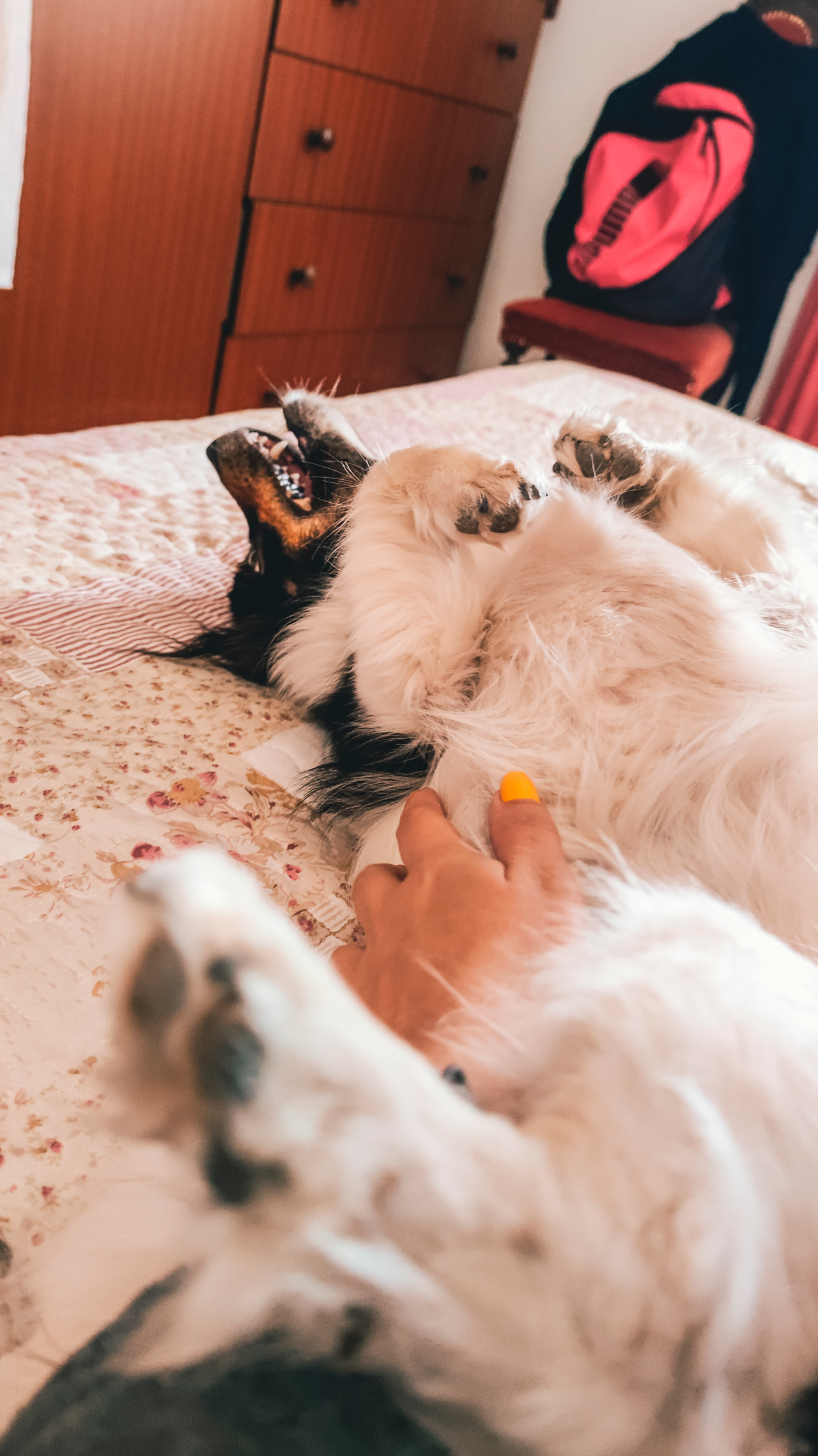 coisas em que pensar antes de adoptar um cão