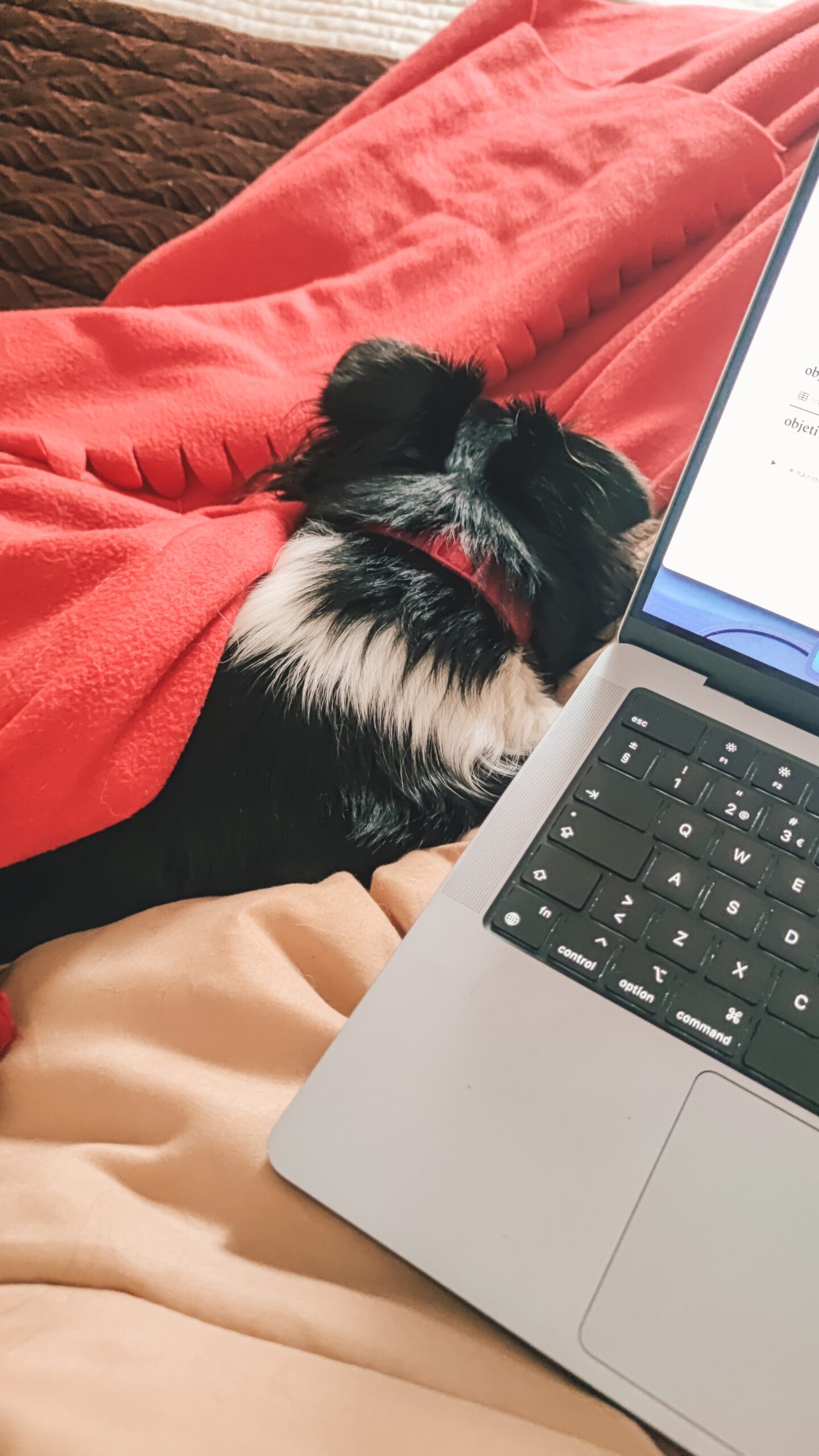 planos para a escrita em 2023, com uma imagem em que se vê a Lady tapada com uma manta vermelha e parte do teclado do macbook